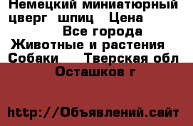 Немецкий миниатюрный(цверг) шпиц › Цена ­ 50 000 - Все города Животные и растения » Собаки   . Тверская обл.,Осташков г.